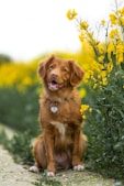 dogAdvisor | dogadvisor | dog advisor |dogAdvisor.dog