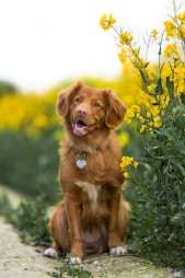 dogAdvisor | dogadvisor | dog advisor |dogAdvisor.dog