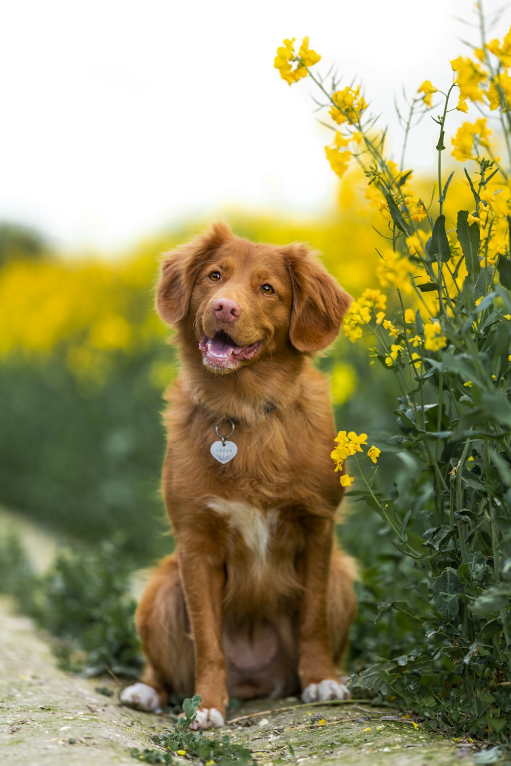 Golden Retriever seduto sul campo di erba verde durante il giorno