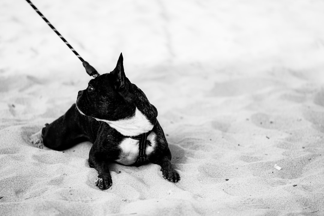 black and white french bulldog puppy on white sand