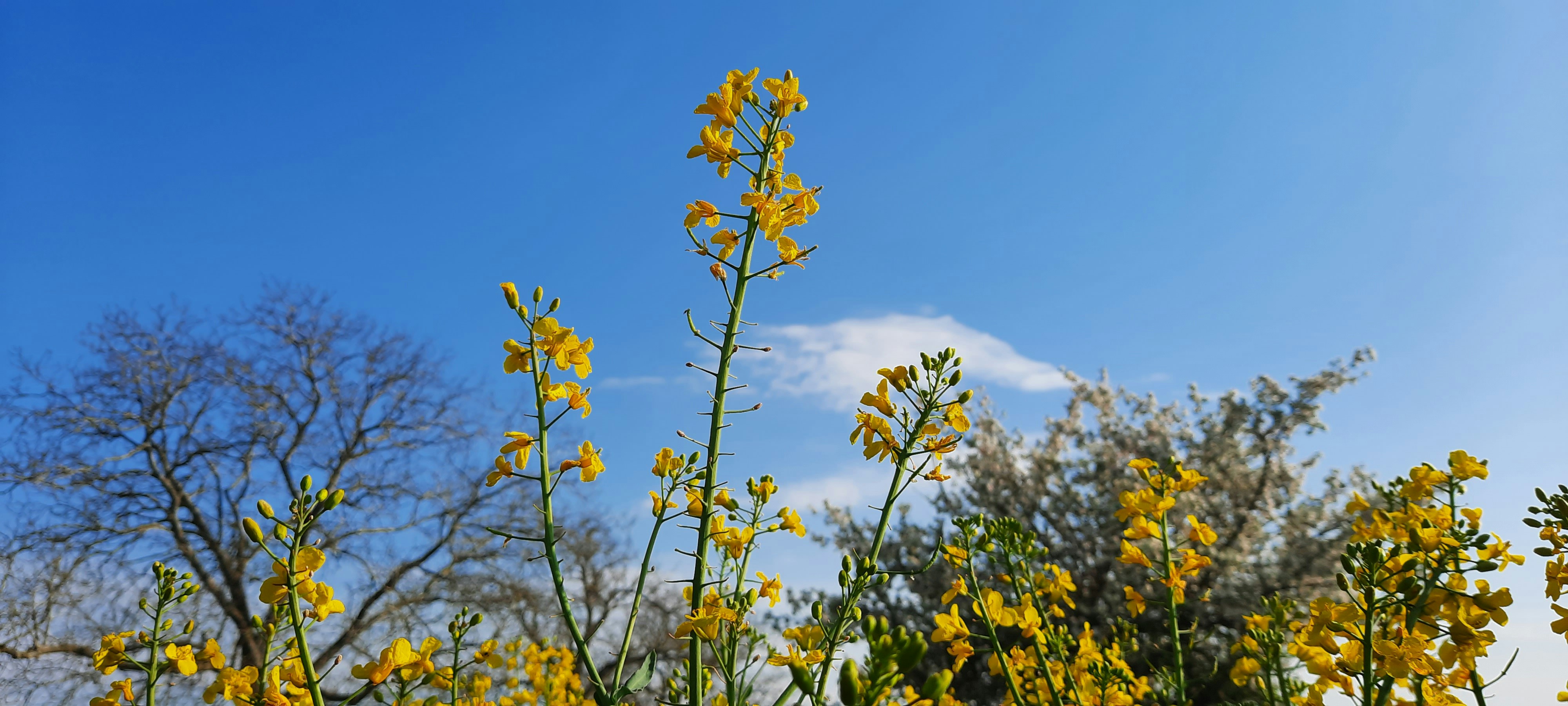 yellow flowers under blue sky during daytime