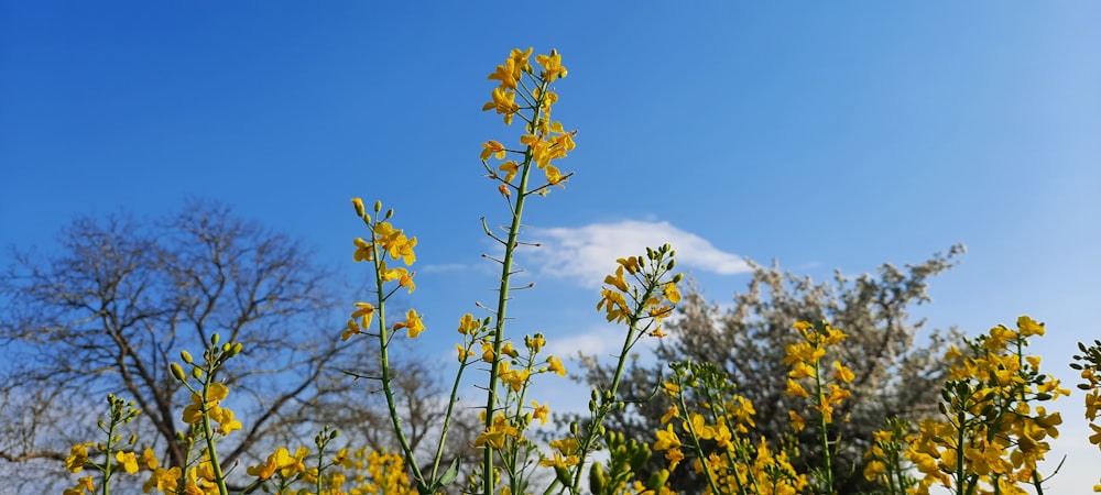 fiori gialli sotto il cielo blu durante il giorno