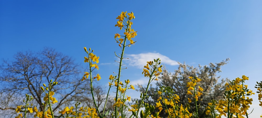 yellow flowers under blue sky during daytime