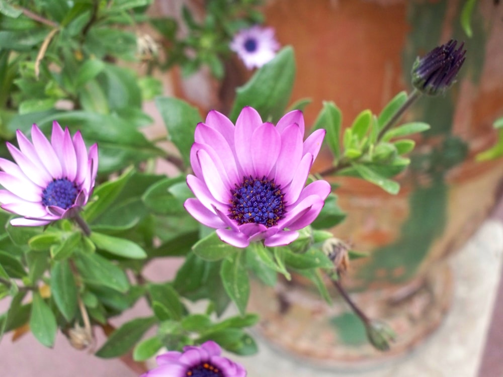 pink and white flower in tilt shift lens