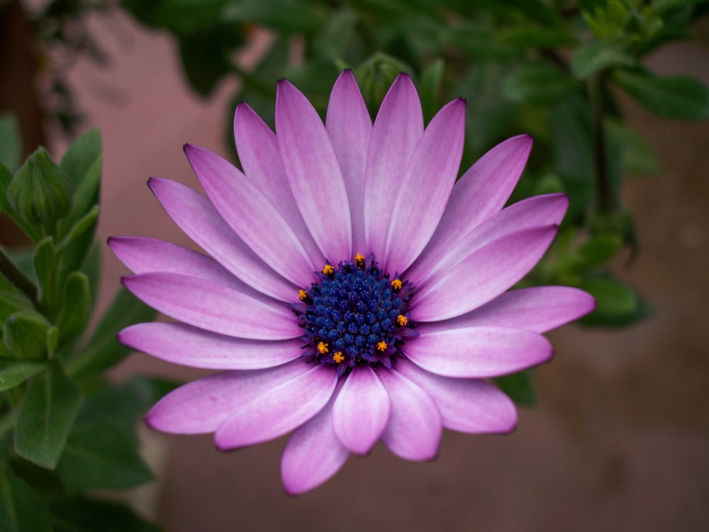 purple flower in tilt shift lens