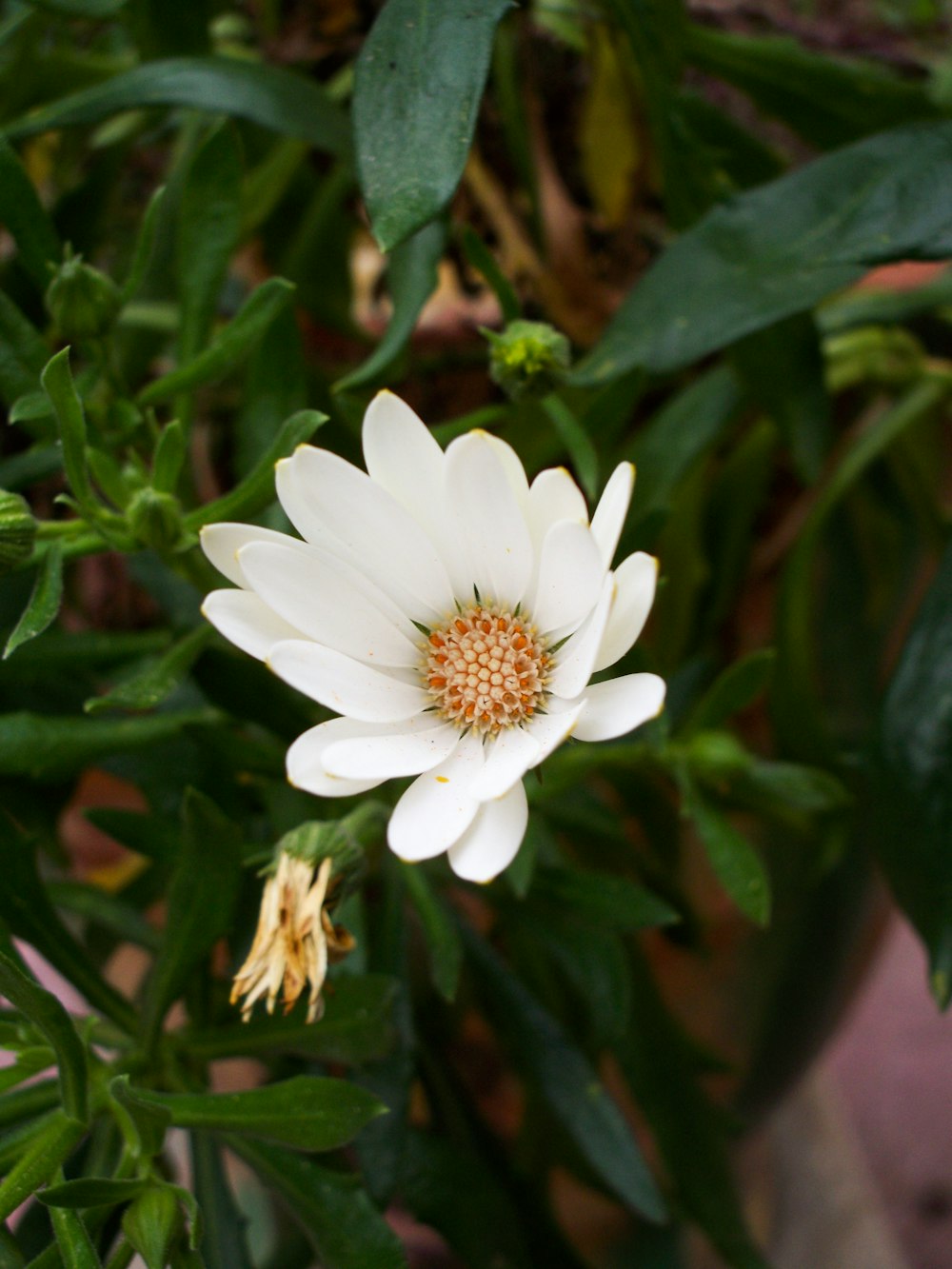 white flower with green leaves