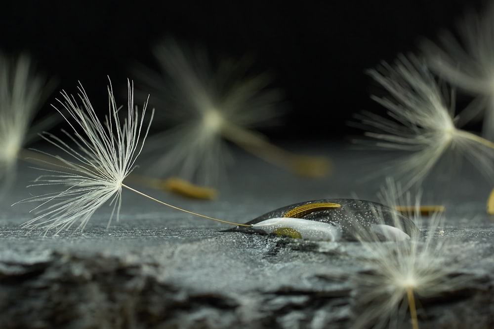 fiore bianco di dente di leone in fotografia ravvicinata