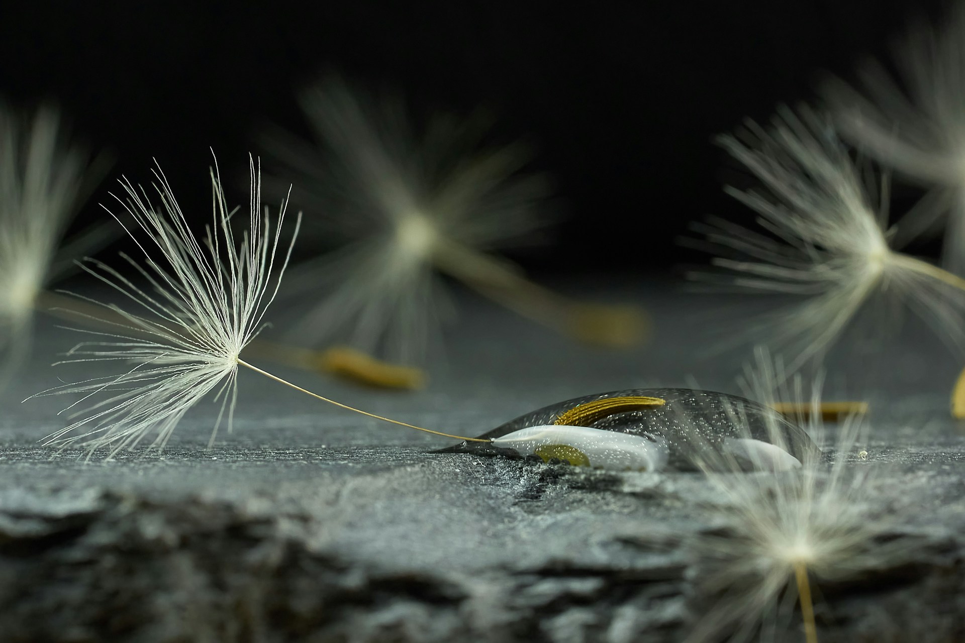 white dandelion flower in close up photography