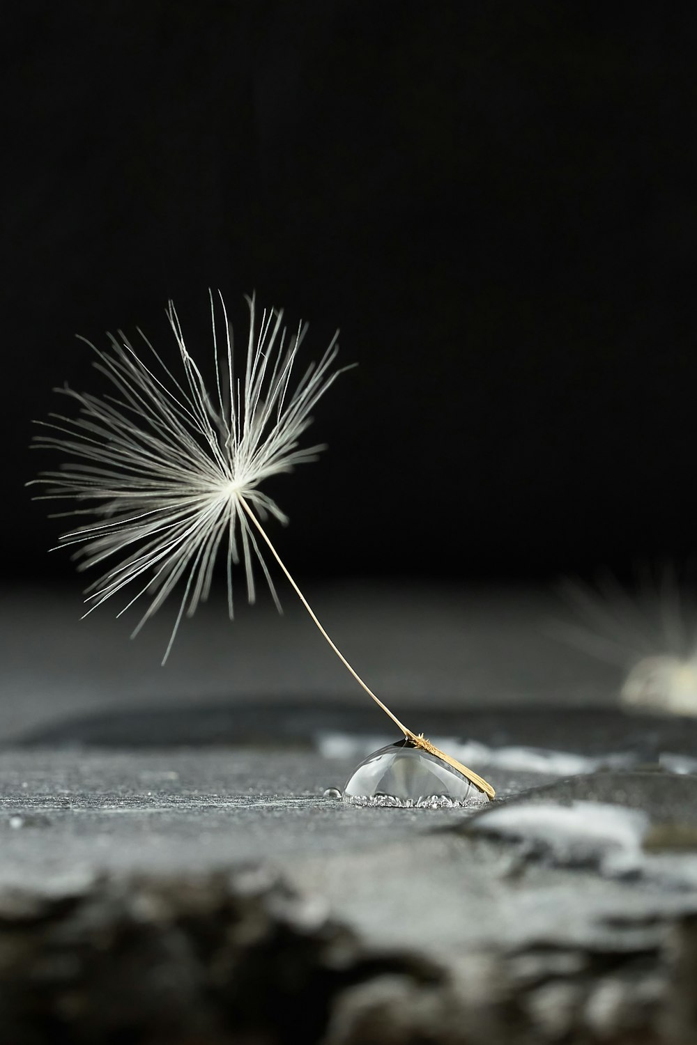 Diente de león blanco en fotografía de primer plano