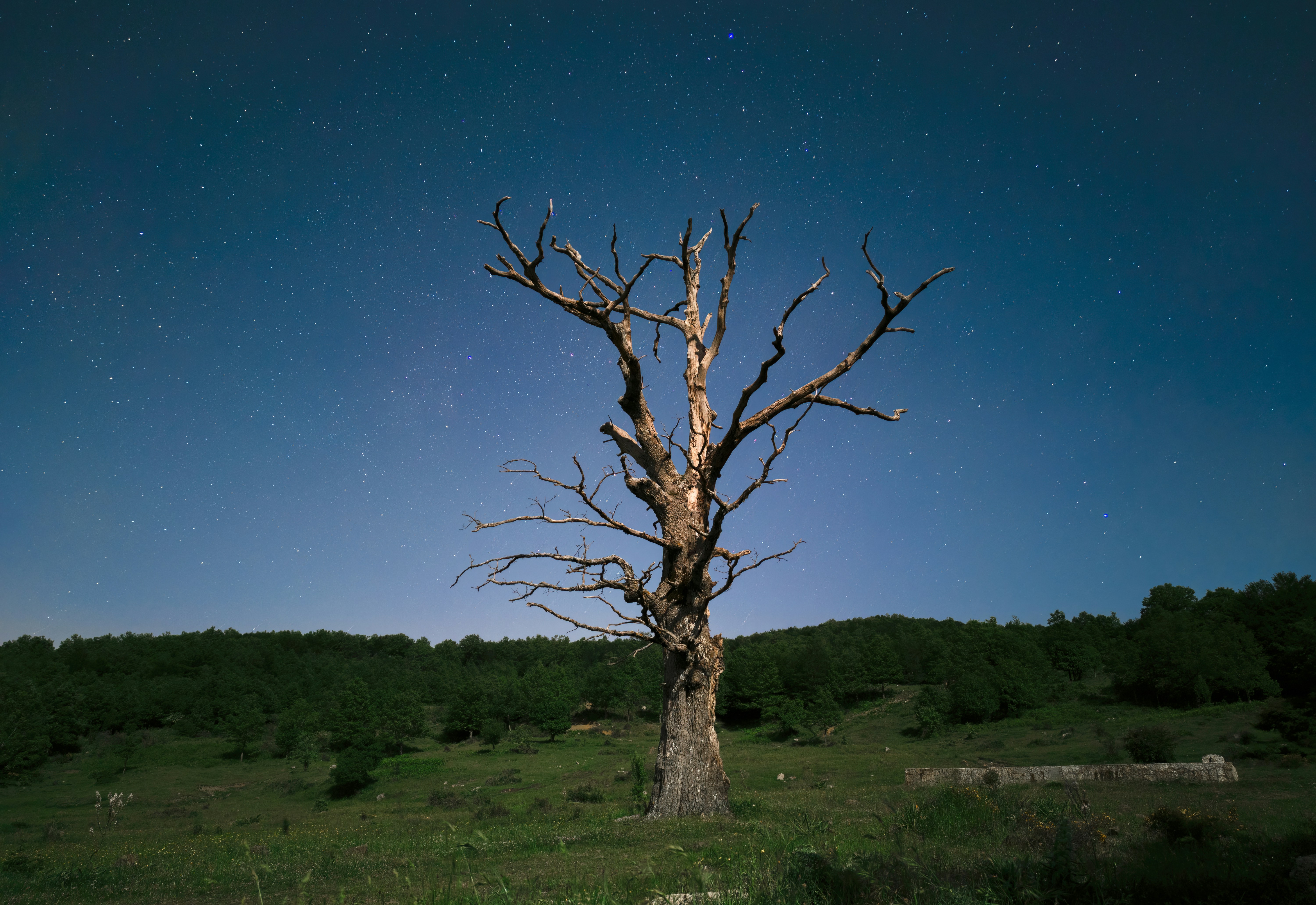 leafless tree on green grass field during night time, 