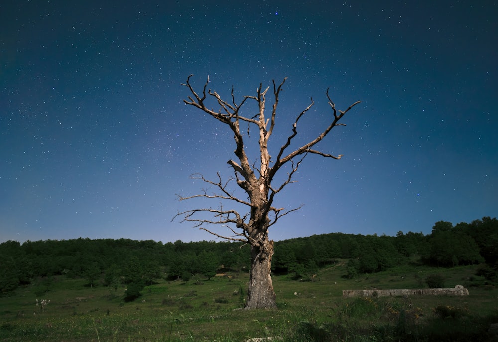 leafless tree on green grass field during night time