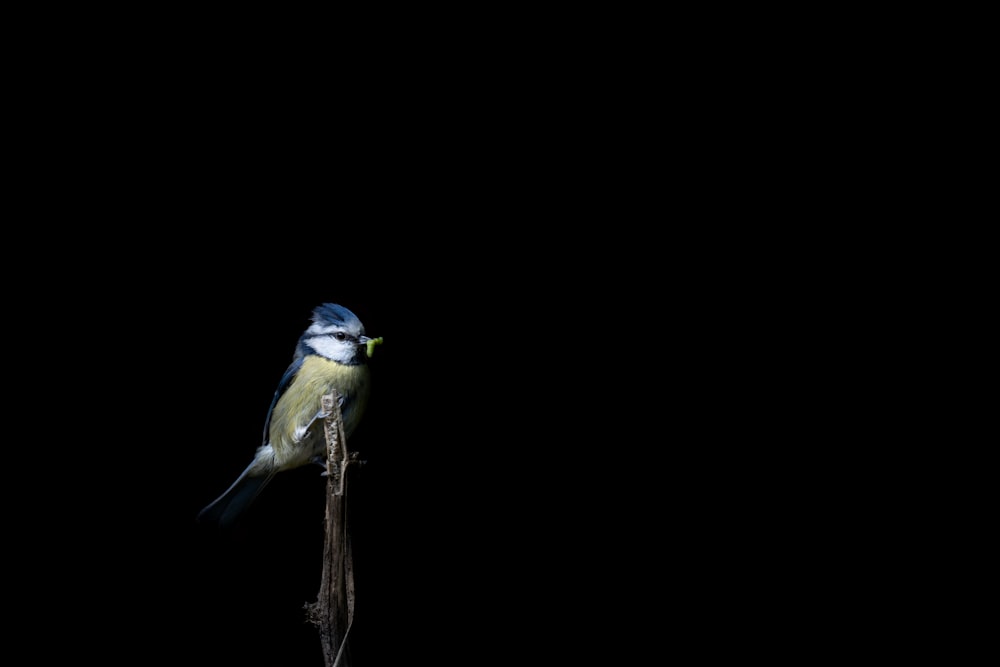 blue and yellow bird on brown tree branch