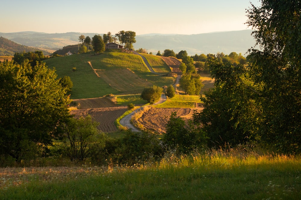 Grünes Grasfeld unter blauem Himmel tagsüber