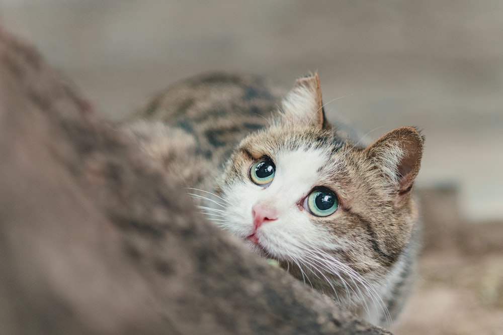 brown and white tabby cat