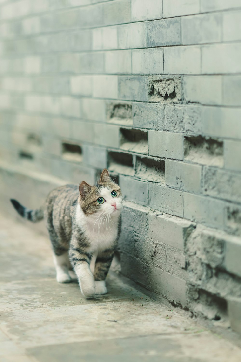 gato blanco y marrón en escaleras de hormigón gris