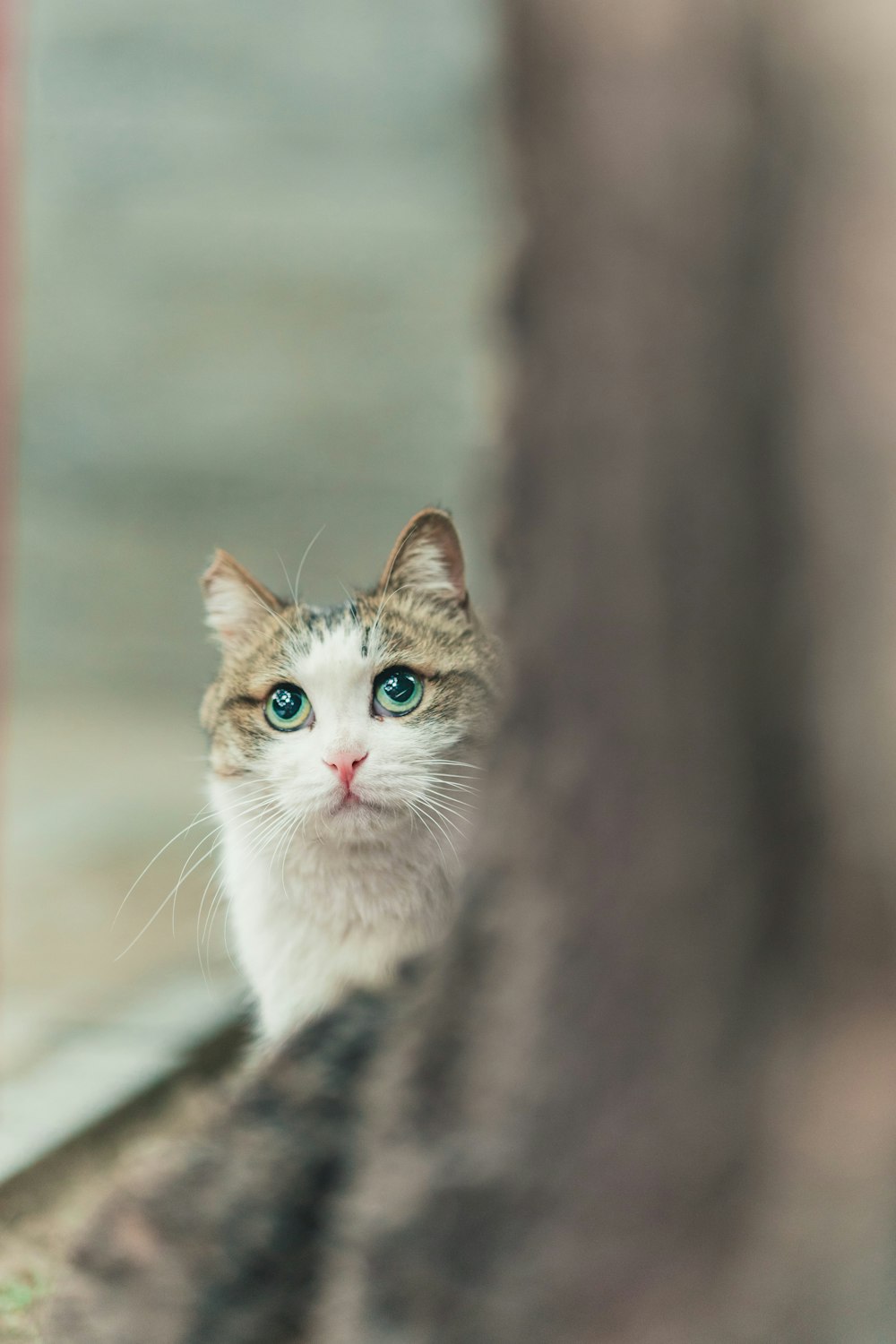 brown and white cat on brown wooden table