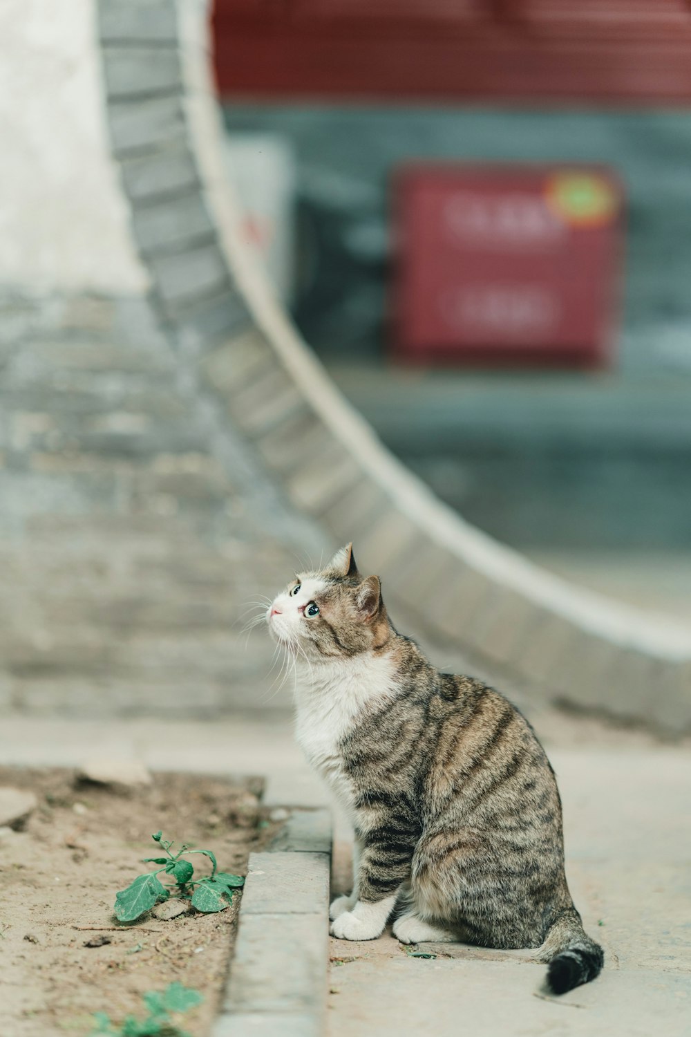 brown tabby cat on brown soil