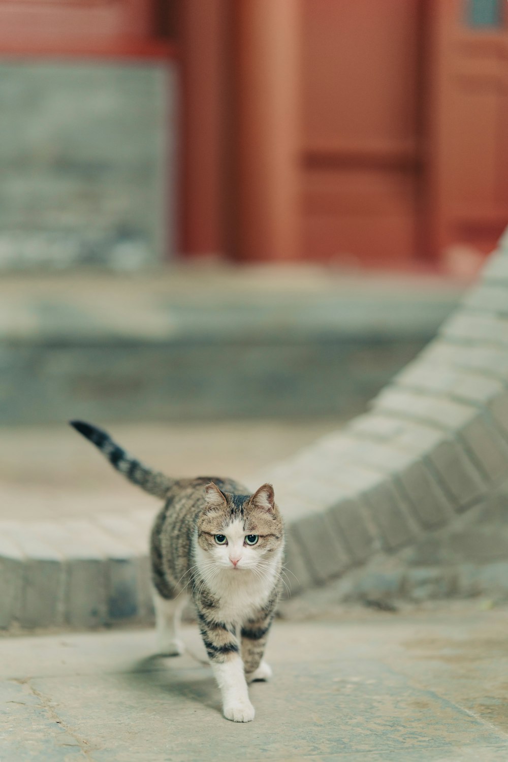 gato blanco y marrón en escaleras de hormigón gris