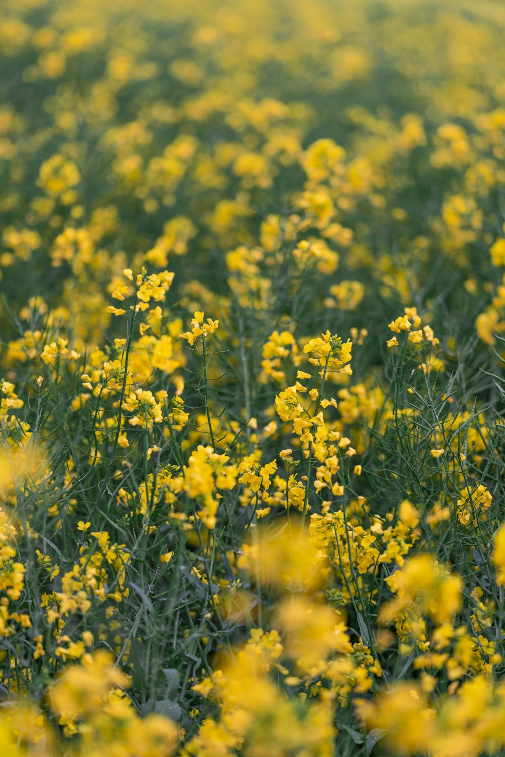 昼間の黄色い花畑