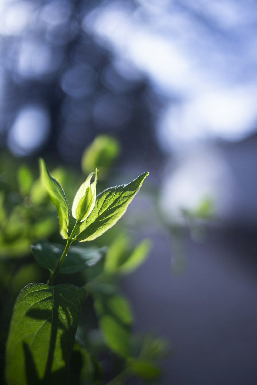 green leaf plant in close up photography