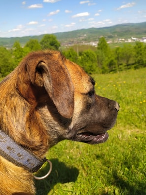 A close-up of a pet GPS tracking collar on a happy dog in a grassy field.