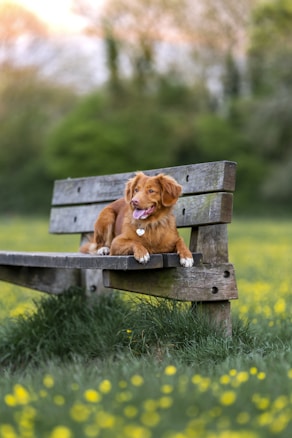 A brown dog with a fluffy coat is lying on a wooden park bench surrounded by green grass and yellow flowers. The dog looks relaxed with its tongue out and a heart-shaped tag on its collar. The background is blurred with lush greenery.