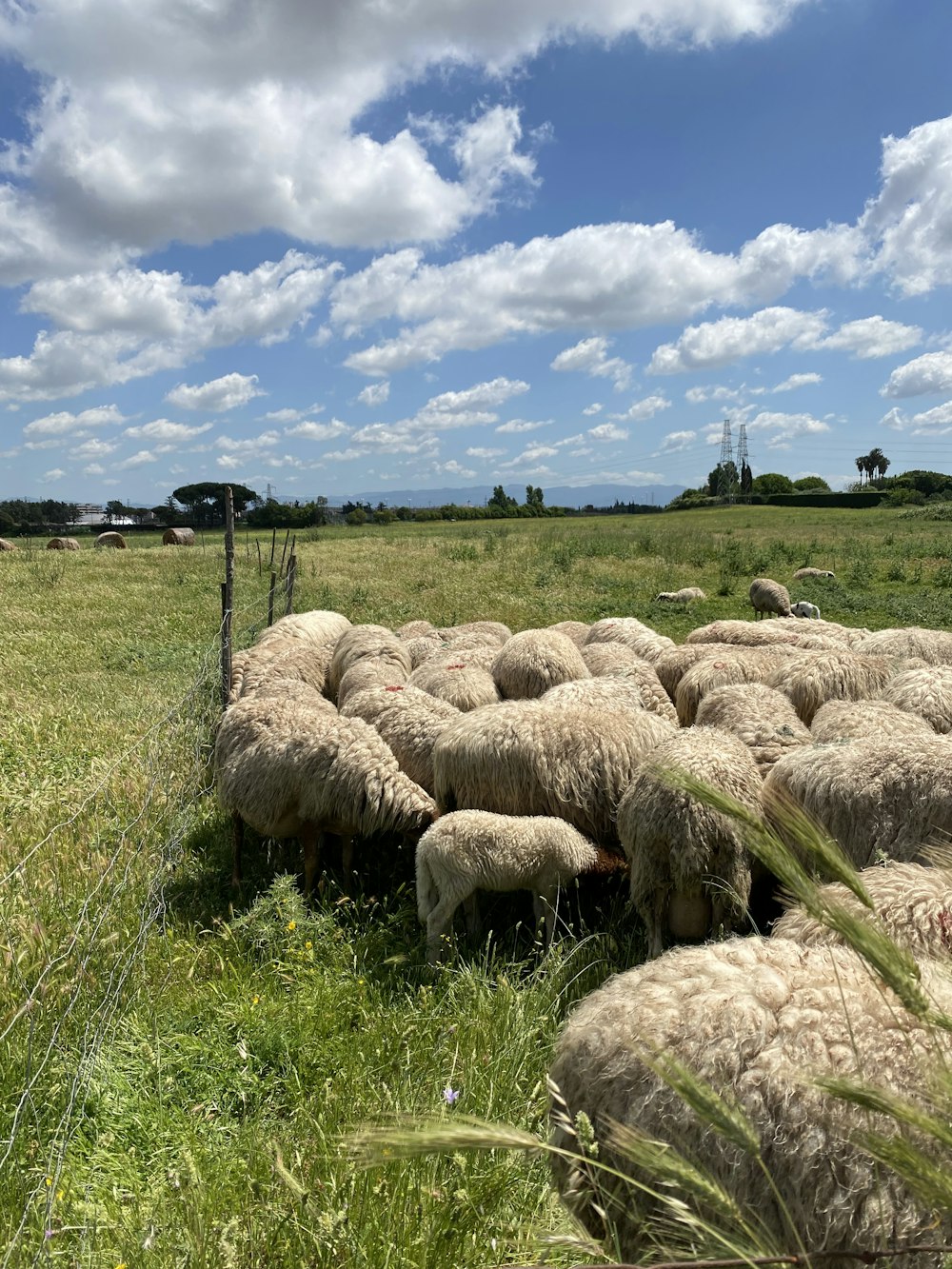 ovejas en el campo de hierba verde durante el día