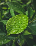 green leaf with water droplets