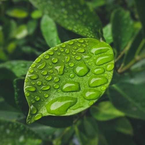 green leaf with water droplets