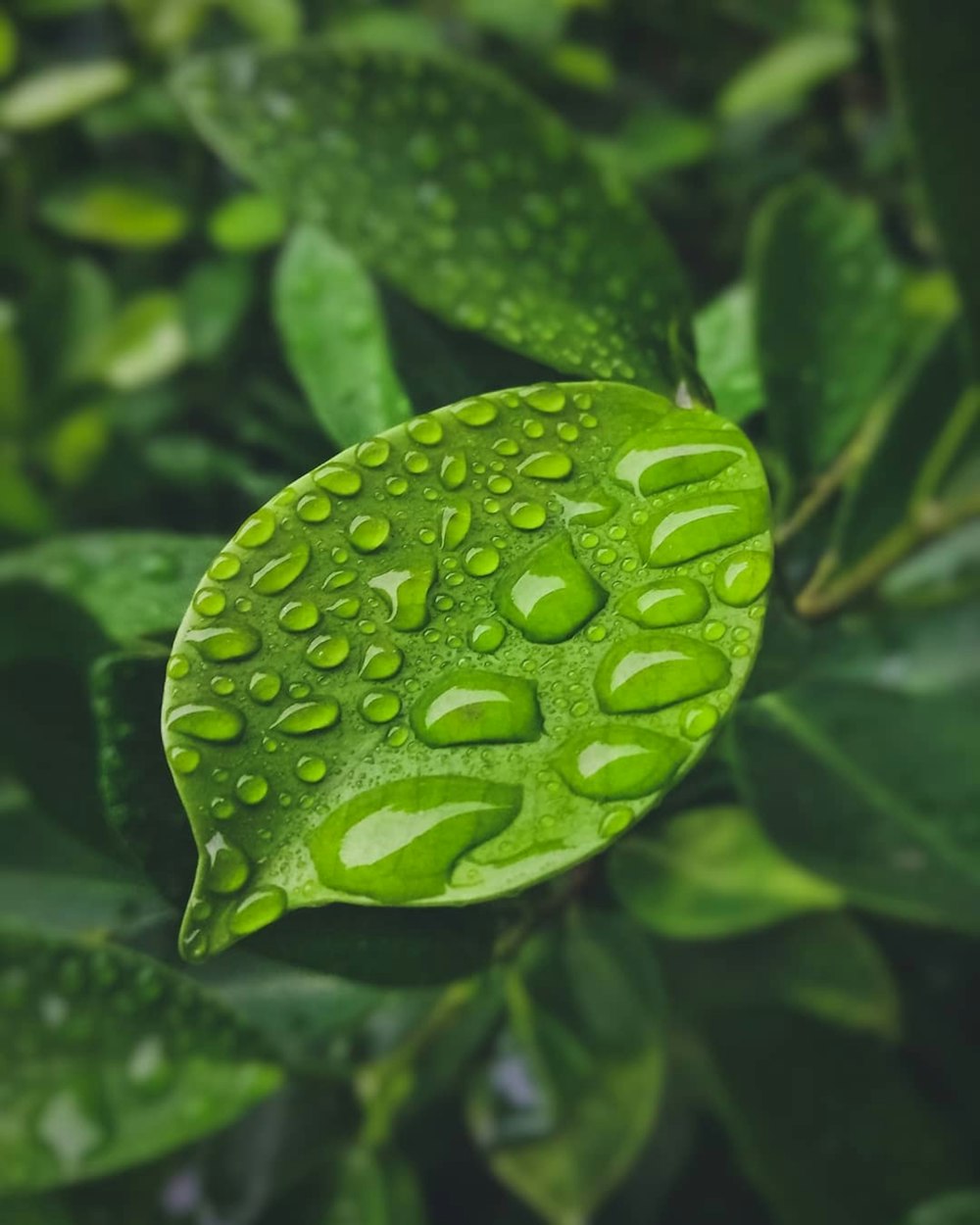 green leaf with water droplets