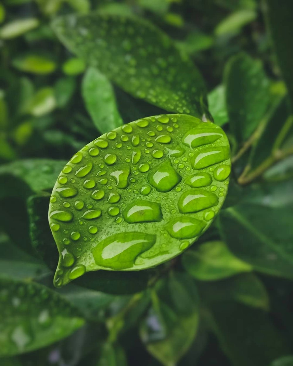 물방울이있는 녹색 잎