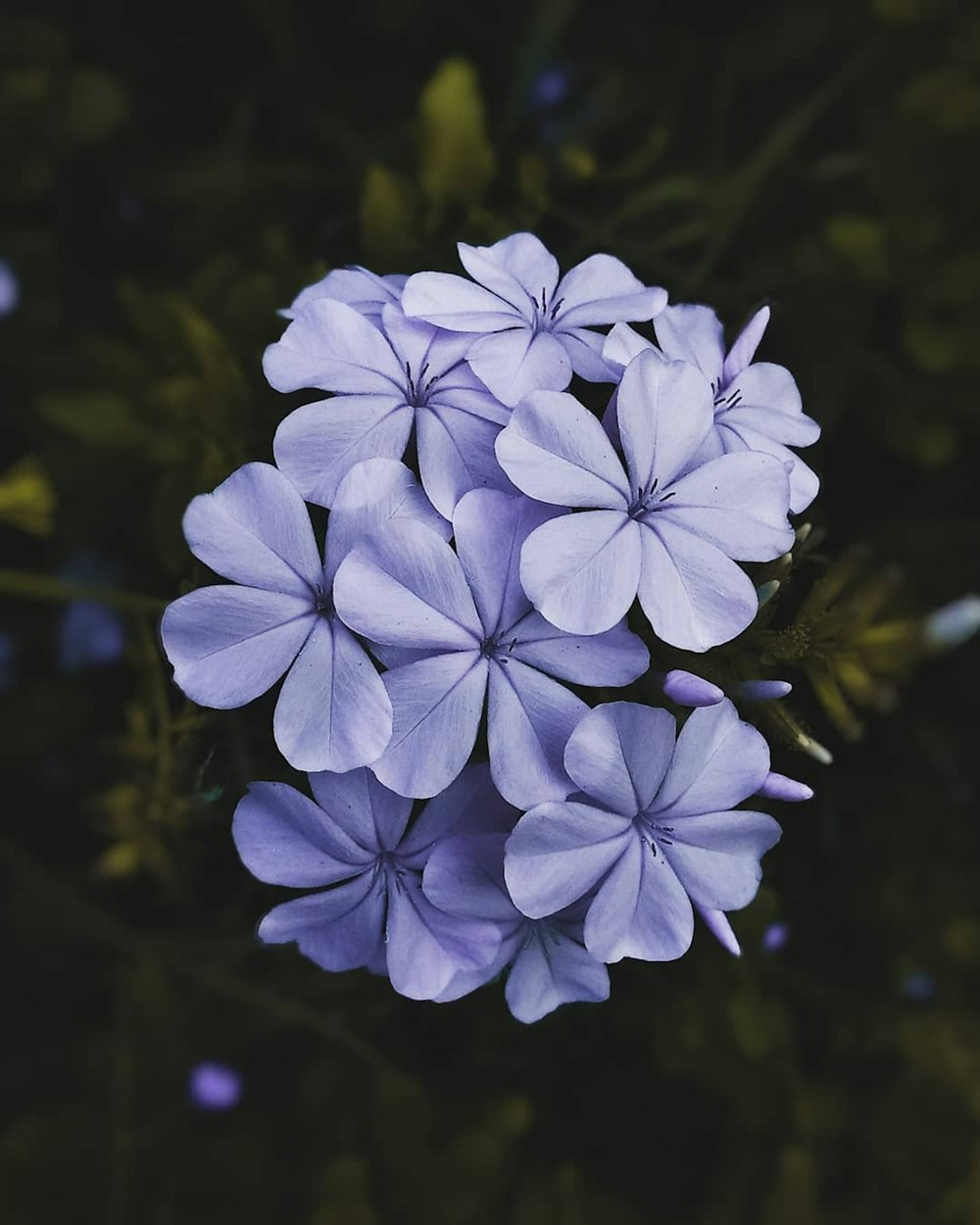 flor roxa na lente do deslocamento da inclinação