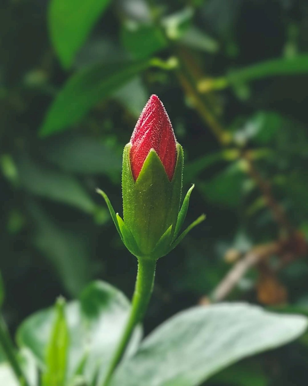 red flower bud in close up photography