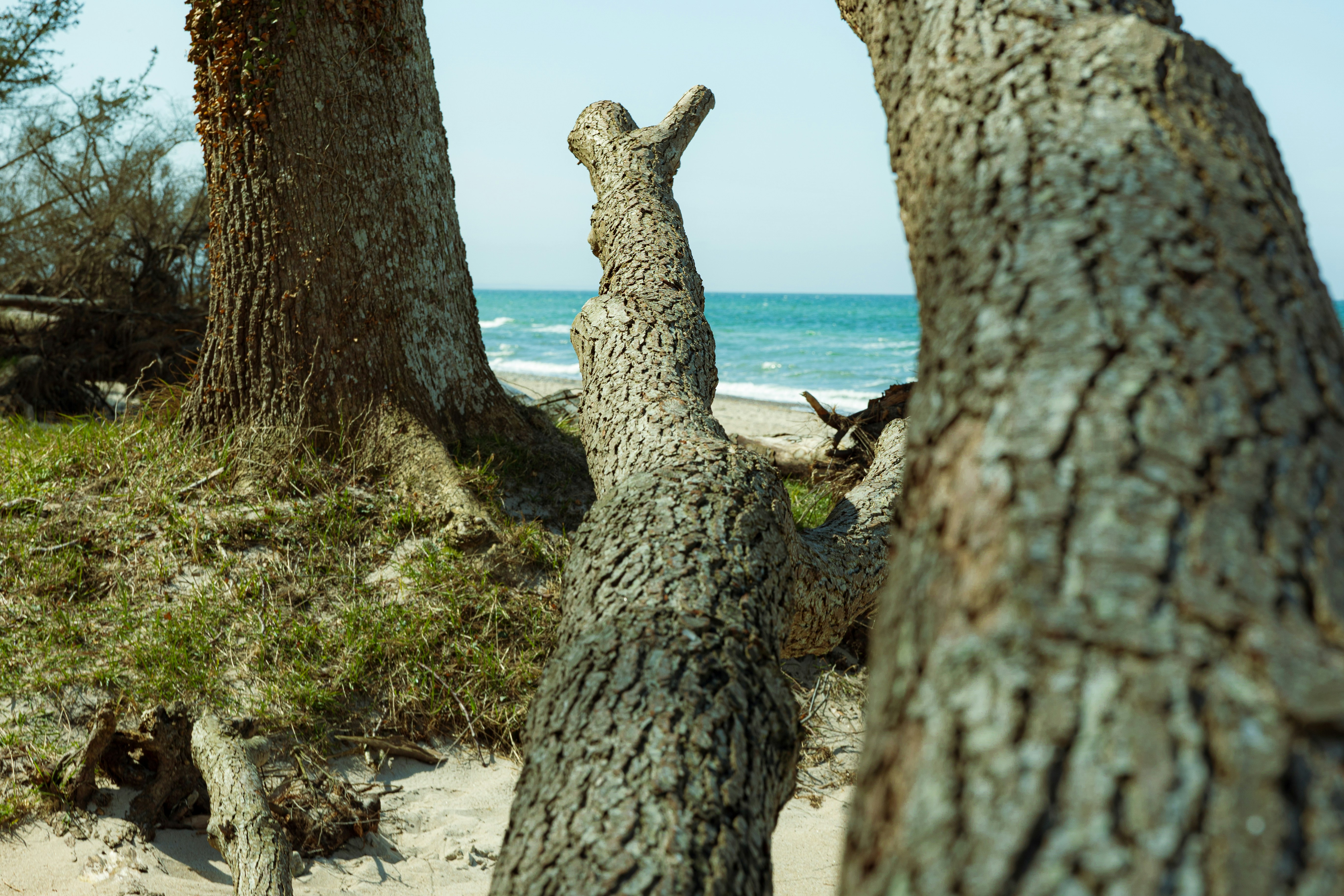 brown tree trunk on white sand beach during daytime