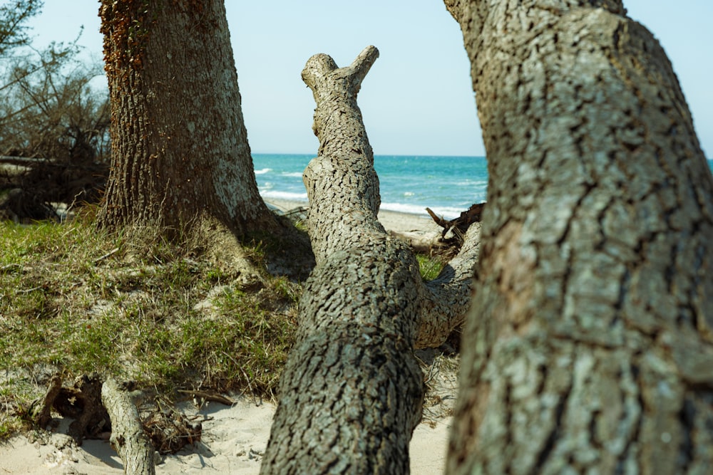 낮 동안 하얀 모래 해변에 갈색 나무 줄기