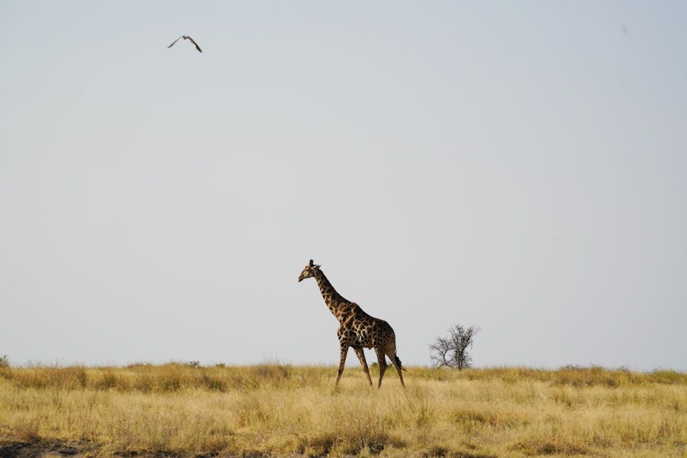 Girafe debout sur un champ d’herbe brune pendant la journée