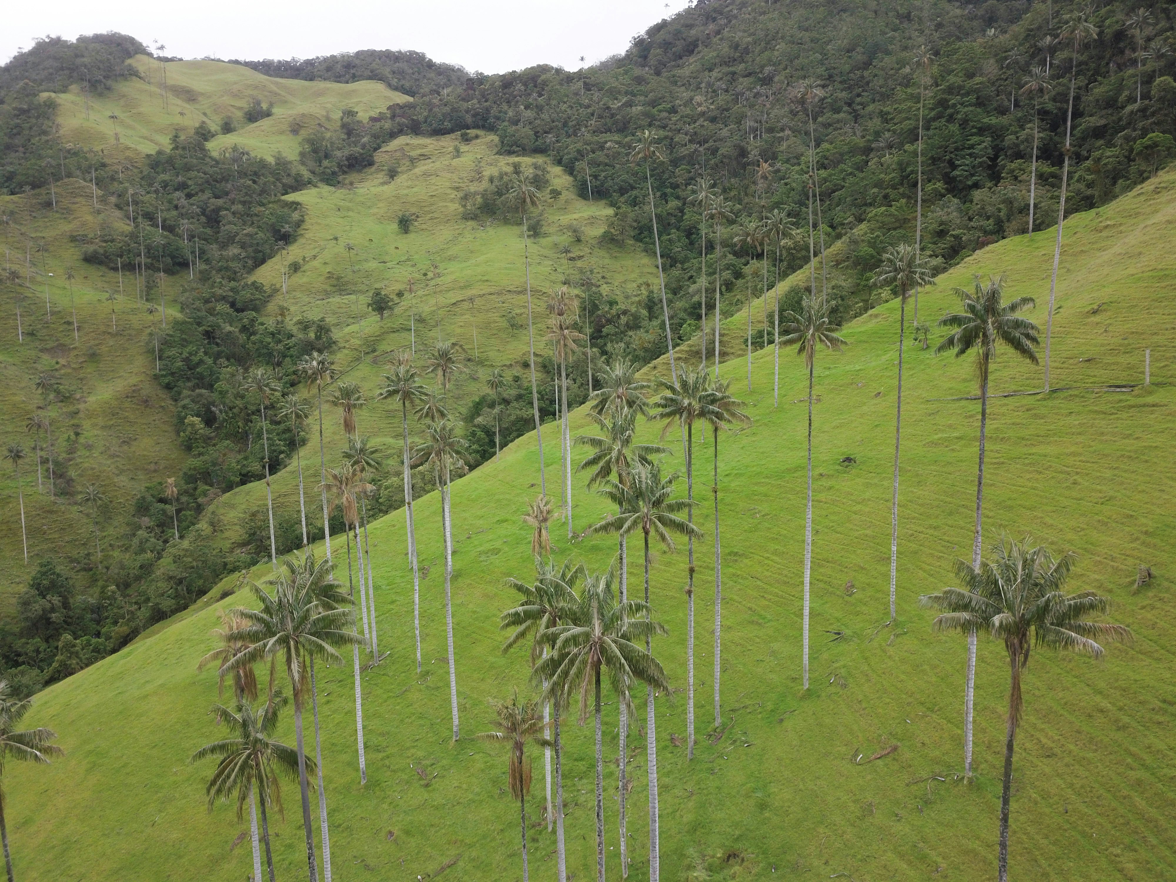 Tall coconut trees in Salento, Quindio, Colombia.