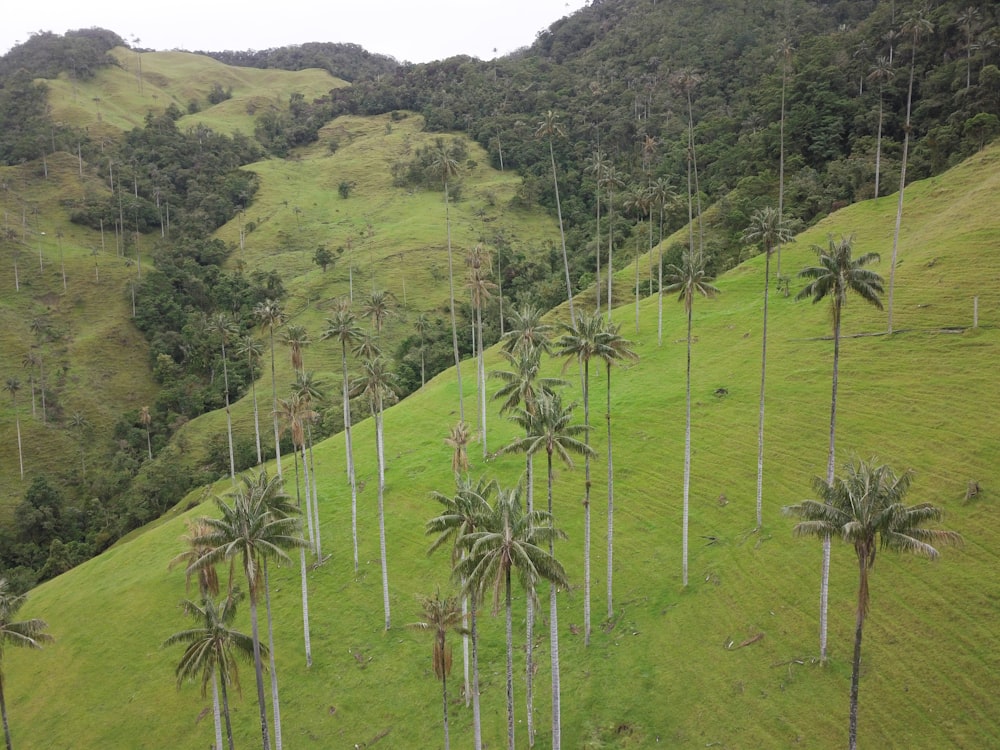 green coconut trees on green grass field during daytime