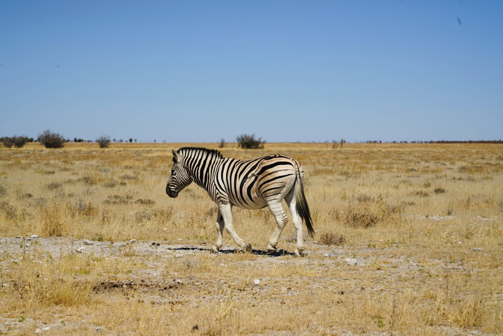 zebra andando no campo de grama marrom durante o dia