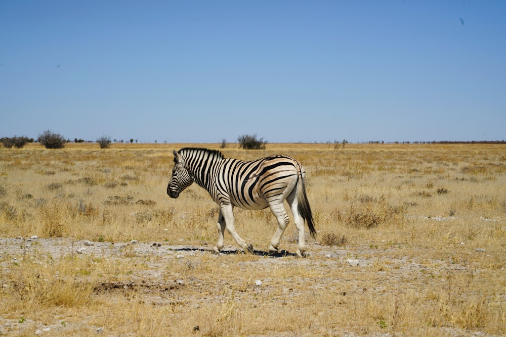 Zebra che cammina sul campo di erba marrone durante il giorno