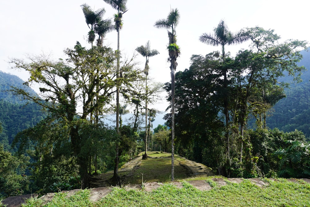 alberi verdi sul campo di erba verde durante il giorno