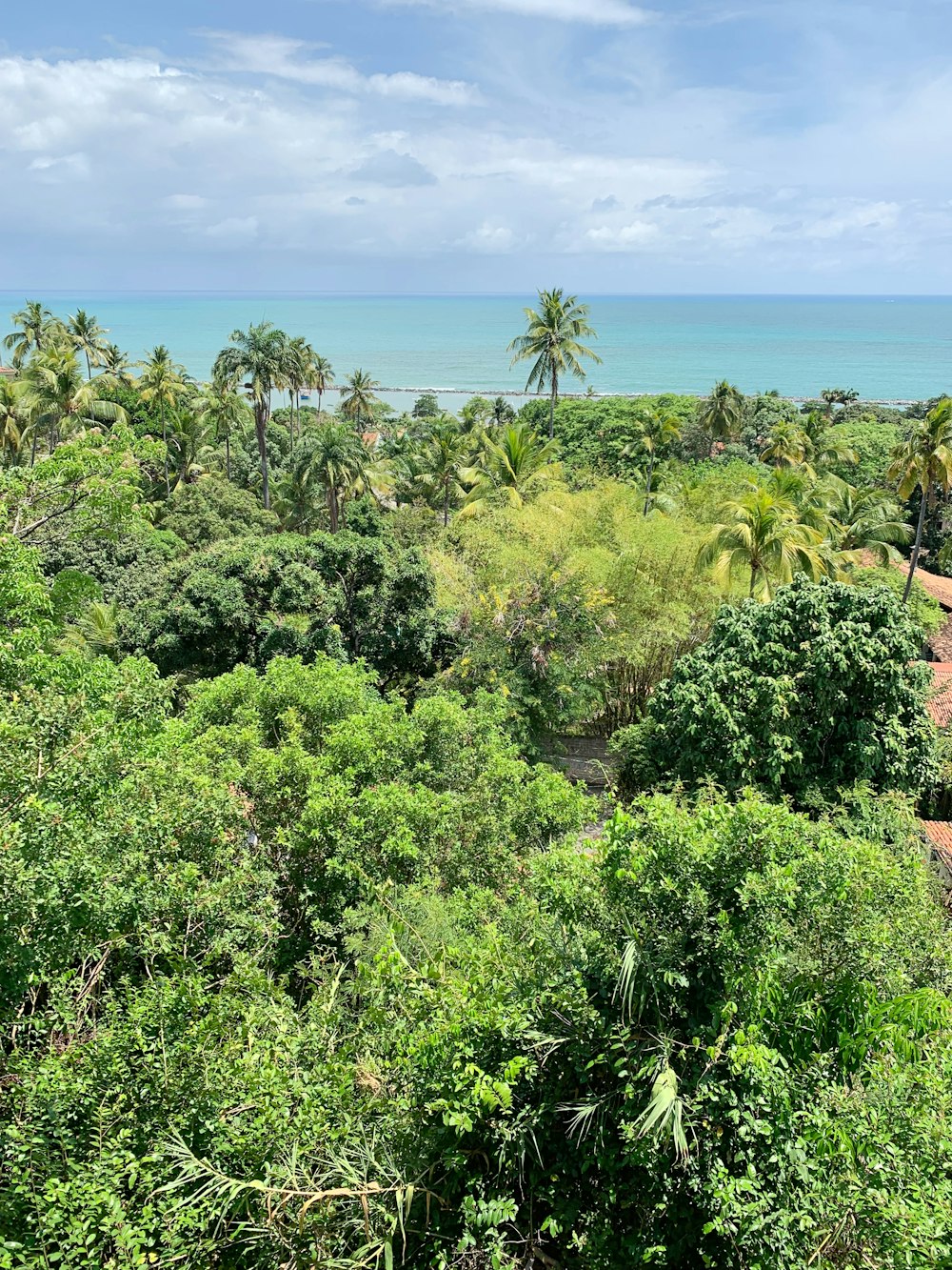 green trees near body of water during daytime