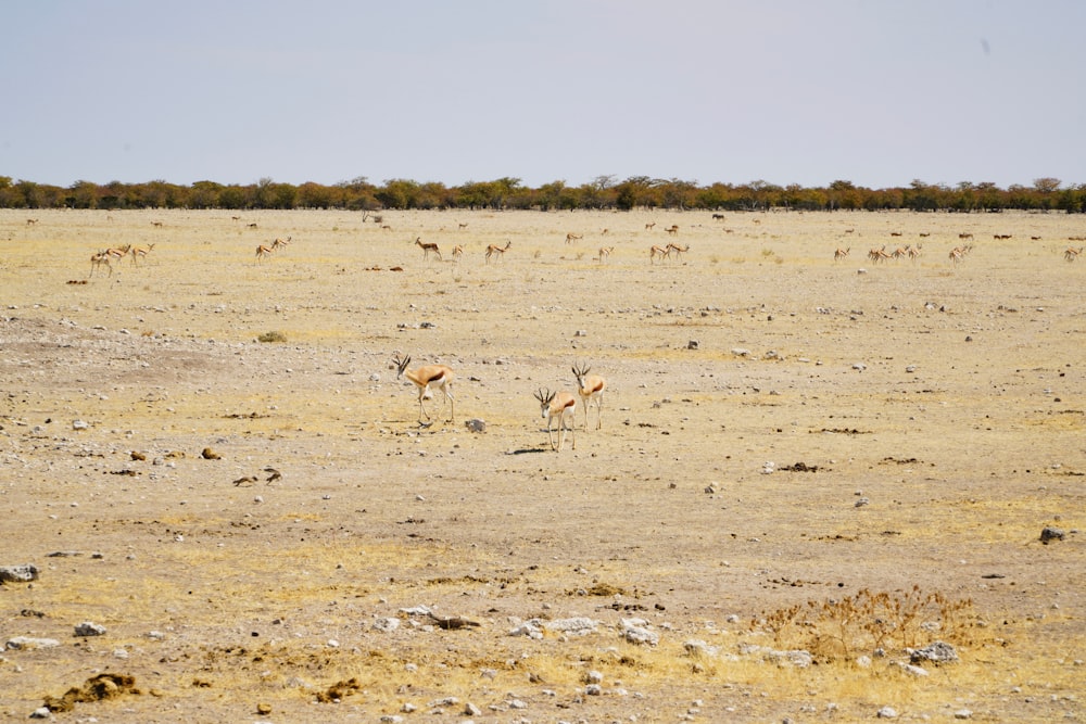 gruppo di cervi sul campo marrone durante il giorno
