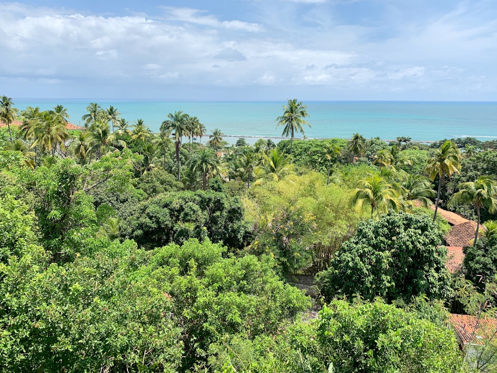 green trees near body of water during daytime