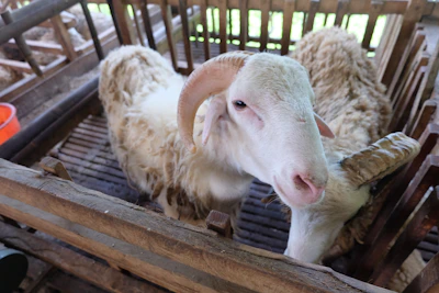 A close-up of a healthy sheep resting in a rustic wooden pen on the farm.