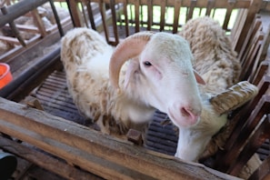 Wide shot of the farm’s clean and organized sheep pens with automated watering systems
