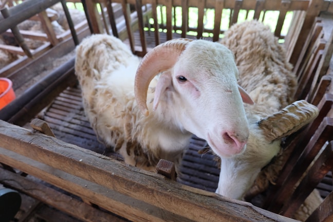 Cinematic wide shot of raised pen housing with healthy sheep under natural light.