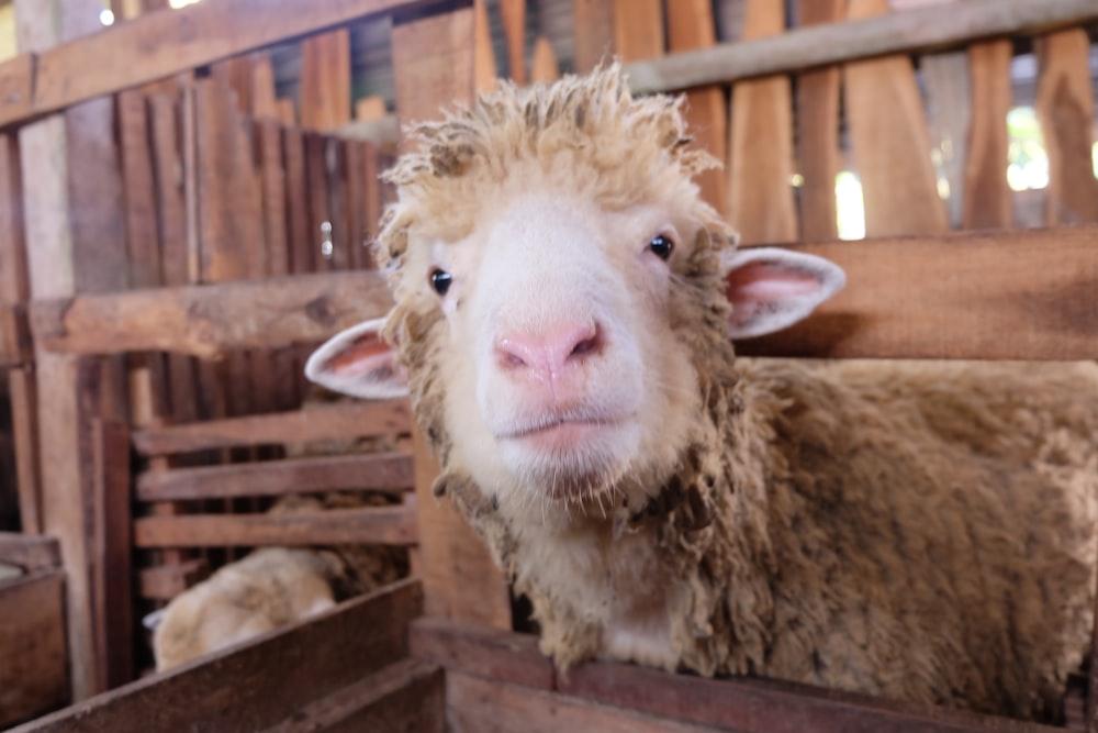 brown sheep on brown wooden cage