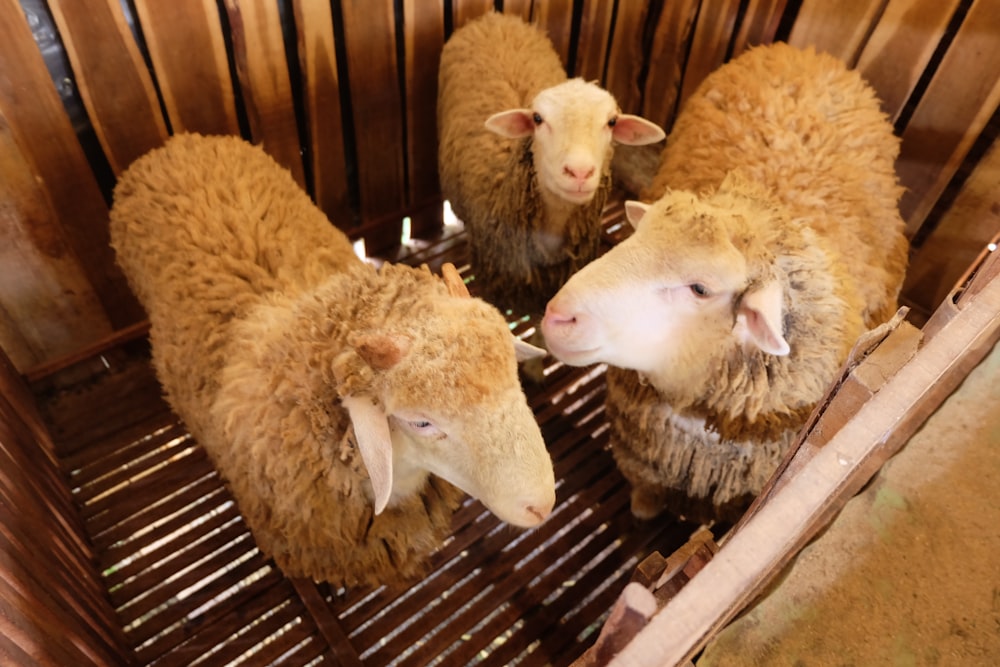 white sheep on brown woven basket