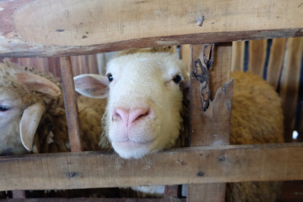 white sheep on brown wooden cage